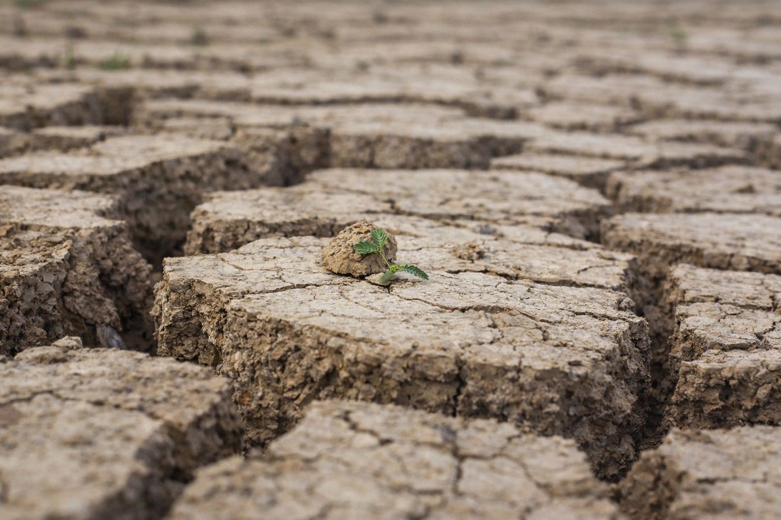 ÇATLAK TOPRAĞIN SESİ